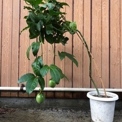 パッションフルーツ苗 果実2個付き