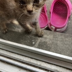 庭で野良猫が仔猫を産みました