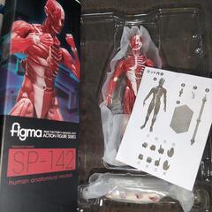卓上  自立可能 人体模型 値段交渉可  figma  フィギュア おもちゃの画像