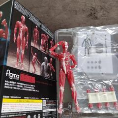 卓上  自立可能 人体模型 値段交渉可  figma  フィギュア おもちゃの画像