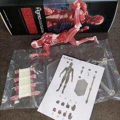 卓上  自立可能 人体模型 値段交渉可  figma  フィギュア おもちゃの画像