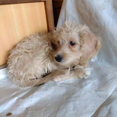 里親決まりました。 - 犬