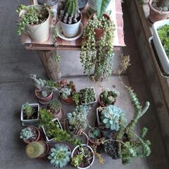 多肉植物　サボテン