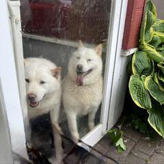 和犬　日本犬　北海道犬の里親募集します。 - 苫小牧市