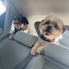 mix犬 2匹