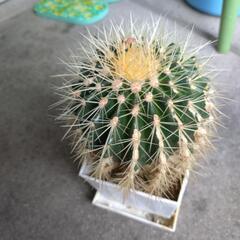 サボテン　金鯱