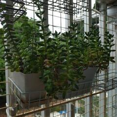 セダム　多肉植物