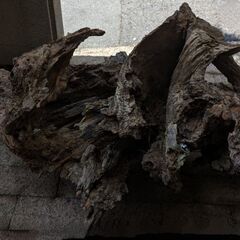 大型流木　個性的でパワフルな塊根の画像