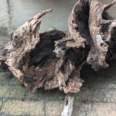 大型流木　個性的でパワフルな塊根の画像