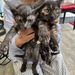 ゴミ捨て場に捨ててあった子猫達
