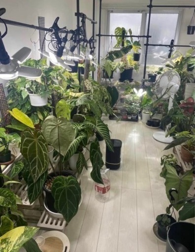 フィロデンドロン　イルセマニー 植物