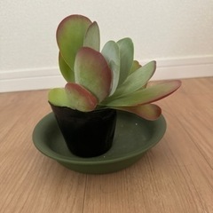デザートローズ(唐印)小さめ③