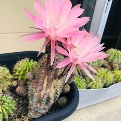 🌵サボテンは好きですか？の画像