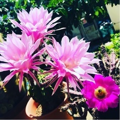 🌵サボテンは好きですか？の画像