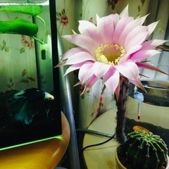 🌵サボテンは好きですか？の画像