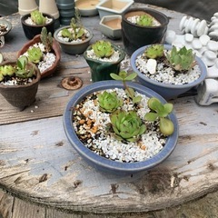 鉢　多肉植物付き　500円均一の画像