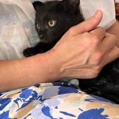 生後2ヶ月ぐらいの黒猫　女の子 - 真岡市