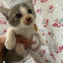 可愛い子達　