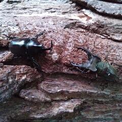 カナディアンワールド昆虫館営業します❗