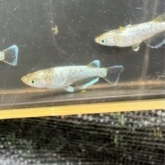 船橋メダカファーム　フロマージュ×ネプチューン卵10粒の画像