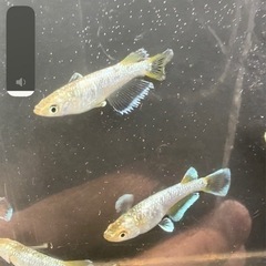 船橋メダカファーム　フロマージュ×ネプチューン卵10粒