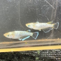 船橋メダカファーム　フロマージュ×ネプチューン卵10粒の画像