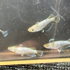 船橋メダカファーム　フロマージュ×ネプチューン卵10粒の画像