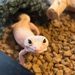 【募集中止】ヒョウモントカゲモドキ