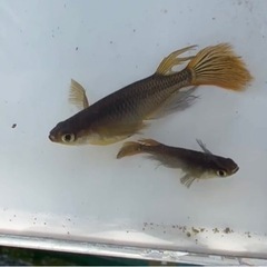 船橋メダカファームオリジナルメダカ　カリズマ1ペア　の画像