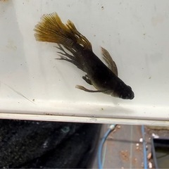 船橋メダカファームオリジナルメダカ　カリズマ1ペア　の画像