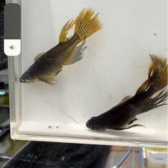 船橋メダカファームオリジナルメダカ　カリズマ1ペア　の画像
