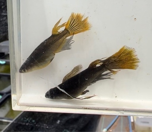 船橋メダカファームオリジナルメダカ　カリズマ1ペア　