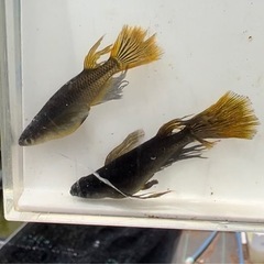 船橋メダカファームオリジナルメダカ　カリズマ1ペア　