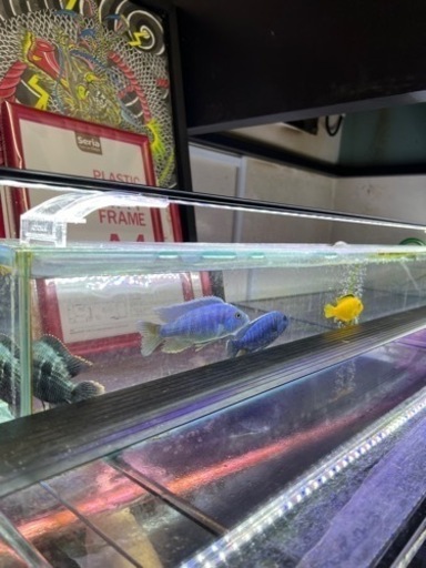 【決まりました
】1800オーバーフロー水槽一式