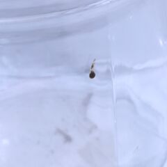 ◆ 　梅瓶　保存容器　瓶　びん　　#29601　◆の画像