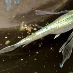 グリーンヒレ長稚魚8匹　　お休みセール中