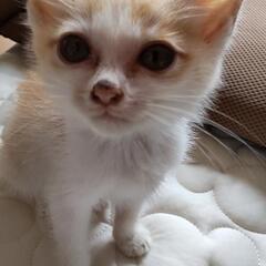 子猫を保護しました。どなたかお願いします