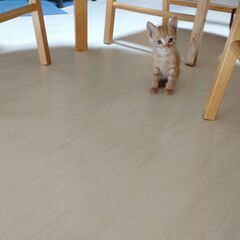 （交渉中）ワクチン済 とても可愛い子猫ちゃん🐱