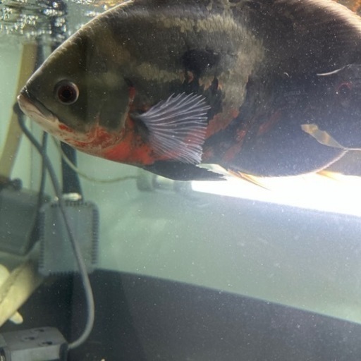熱帯魚　レッドベリーオスカー　