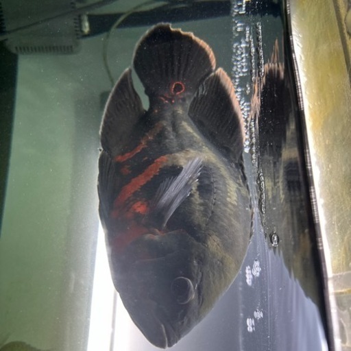 熱帯魚　レッドベリーオスカー　