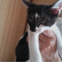 生後3ヶ月の子猫の里親さん募集しています‼️くろ男の子