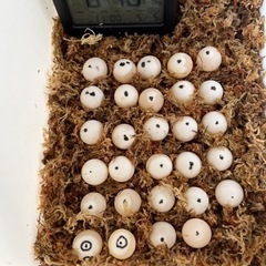 米子市近郊　スッポン釣り − 鳥取県
