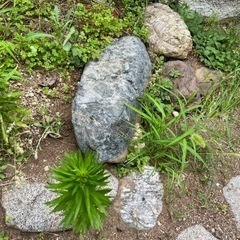 【無料！】庭石差し上げます！の画像