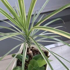 寄せ植え オキシカラジューム、ドラセナコンシンネホワイト
