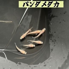 パンダメダカ 成魚ペア＋ランダム針子10匹