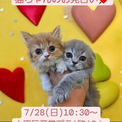 7/28(日)譲渡会。 生後2か月スコテッシュフォールド・ストレ...