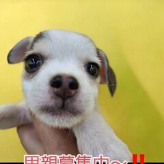 里親さま決まりました！チワワｘトイプードル♂(⋈◍＞◡＜◍)。✧♡