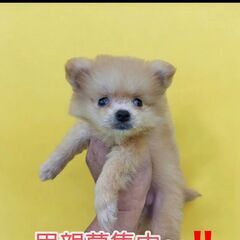 里親さま決まりました！ポメラニアンｘトイプードル♂(⋈◍＞◡＜◍...