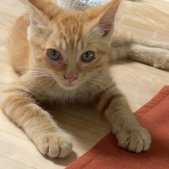 迷い猫　茶トラ生後2.3ヶ月　雄のようです。