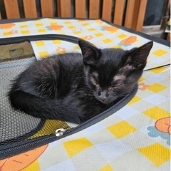 真っ黒の子猫